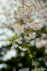 枝垂桜
