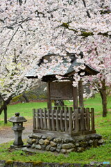 雨の朝、桜がまだ綺麗