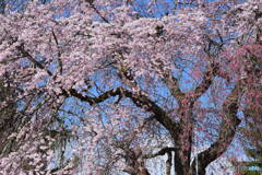 戸澤神社の枝垂桜