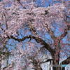 戸澤神社の枝垂桜