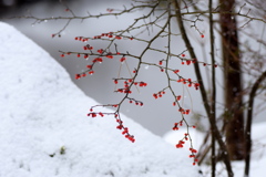 雪景色に貴重な赤