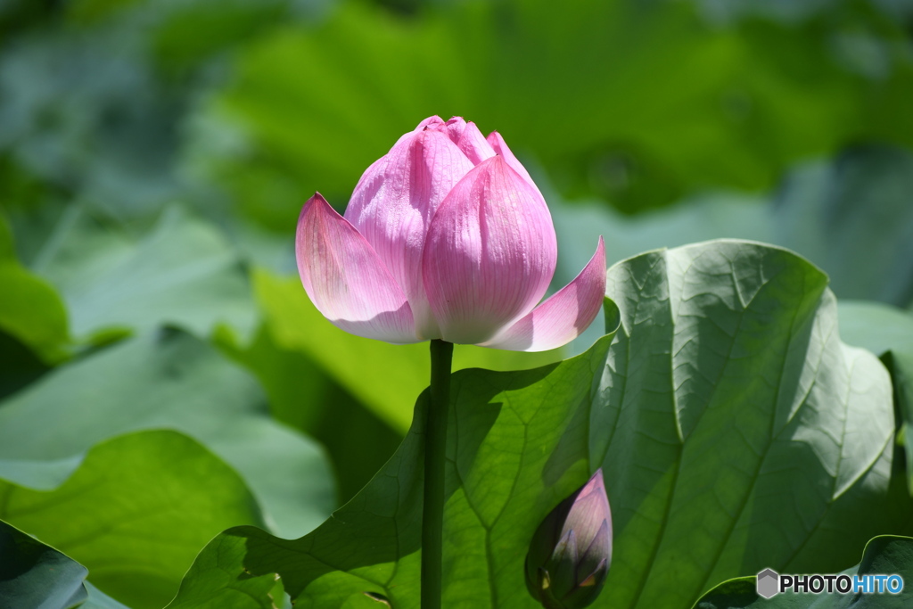 今日の蓮の花