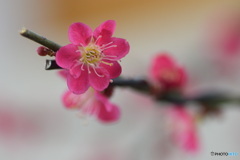 春よ来い、早く来い！