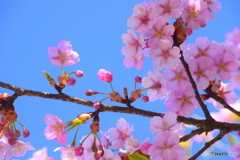桜が見頃です♪