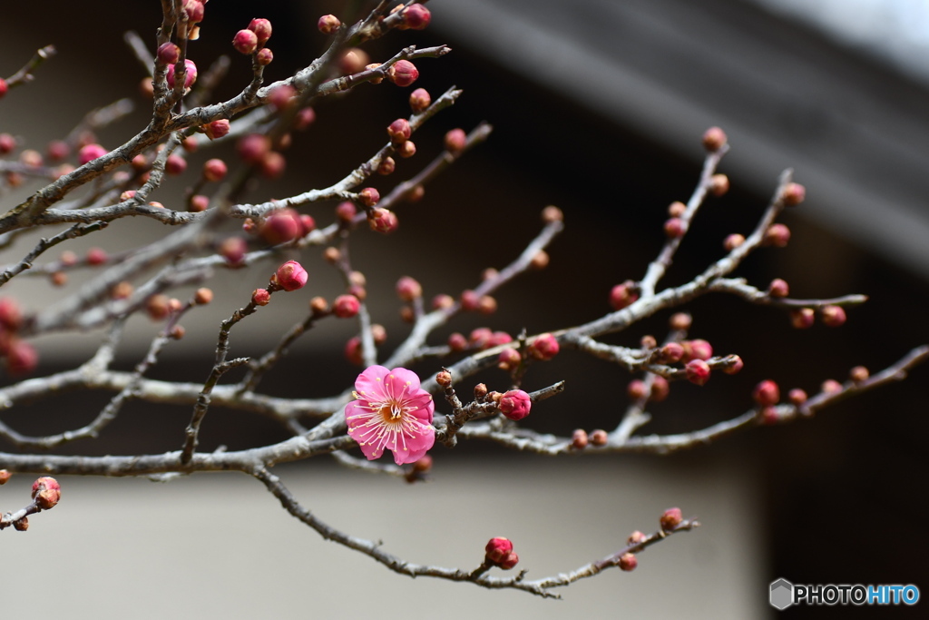 公園の梅が 咲き始めました①