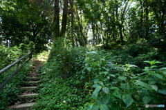 薬師池公園の散歩道