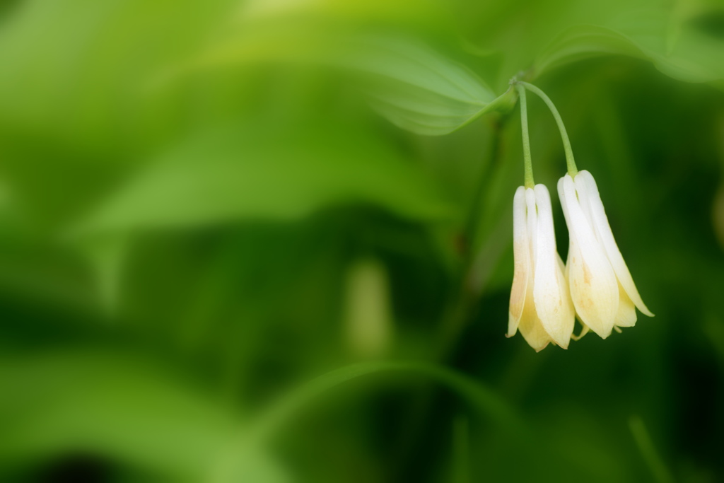 白いお花