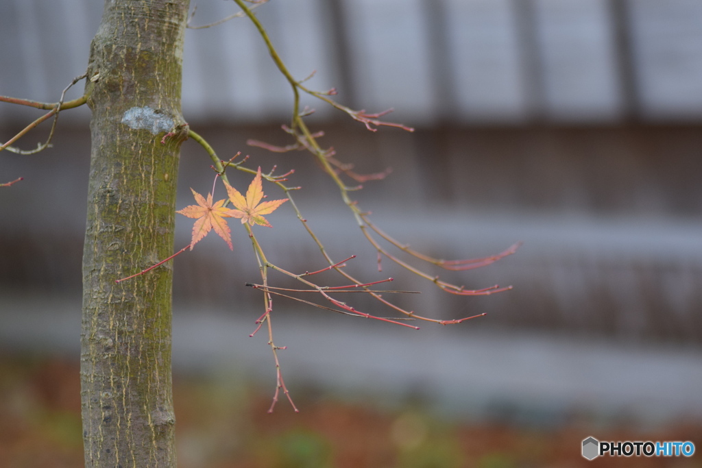 紅葉はそろそろ終わりです