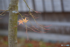 紅葉はそろそろ終わりです