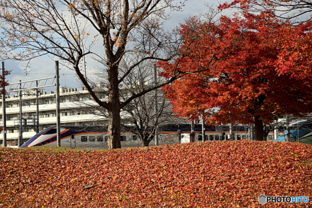 紅葉を撮ろうとしていたら、新幹線つばさが通過