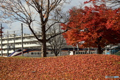 紅葉を撮ろうとしていたら、新幹線つばさが通過