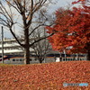 紅葉を撮ろうとしていたら、新幹線つばさが通過