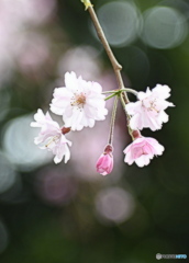 宏善寺の枝垂桜