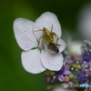 紫陽花と虫