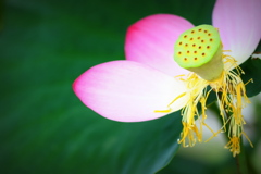 花の命は短くて