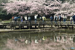 桜を撮る人たち