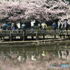 桜を撮る人たち