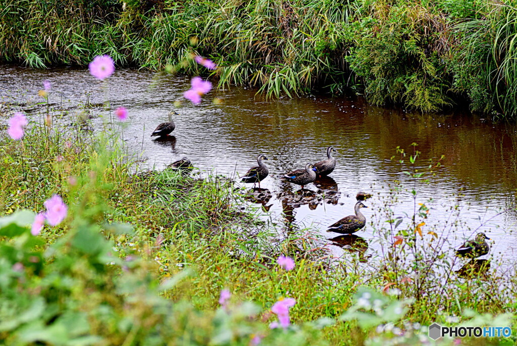 カモさんたちが遊びに来ていました