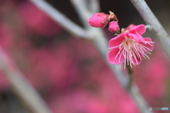 梅の花