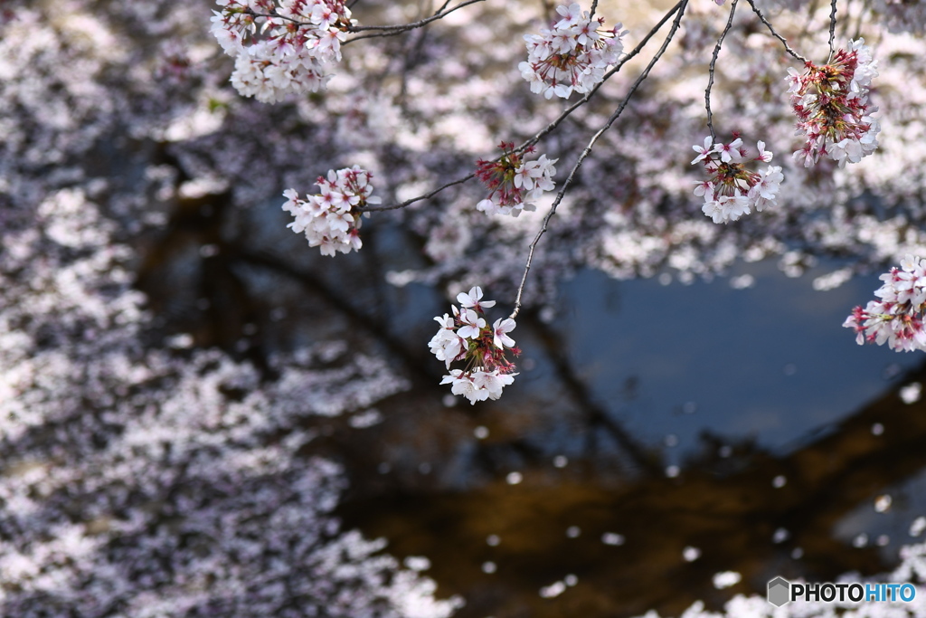 散った花びら
