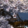 散った花びら