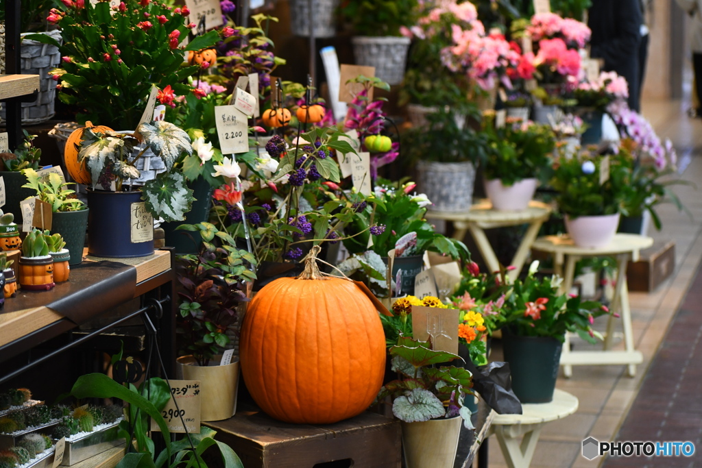 秋のお花屋さん