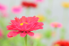 ピンクのお花
