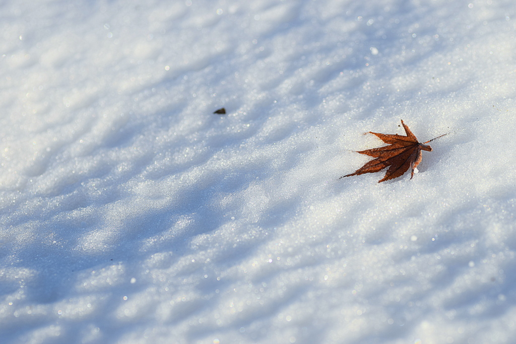 雪と落ち葉