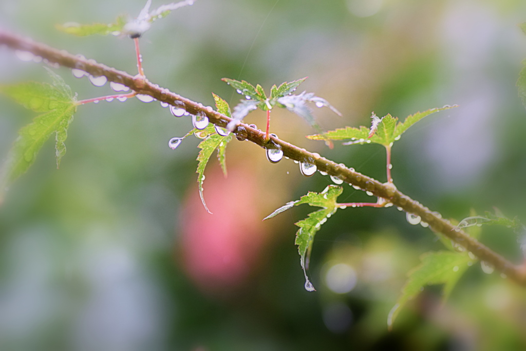 雨の朝
