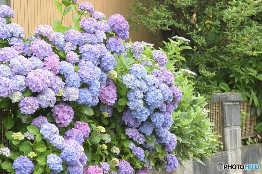 紫陽花の咲いてるお家