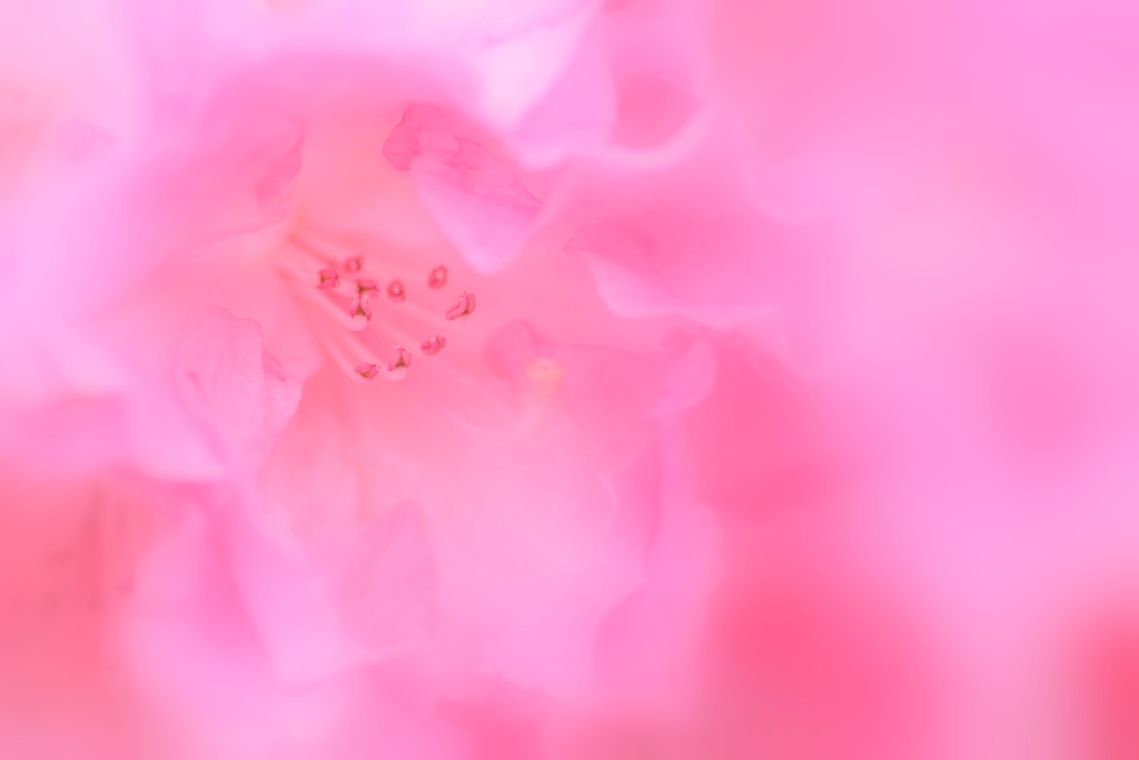 ピンクのお花