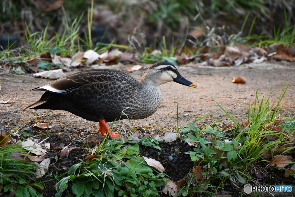 カモさんのお散歩