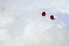 雪の中の乙女たち