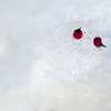 雪の中の乙女たち
