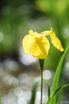 菖蒲（あやめ）？