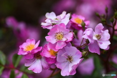 野津田公園の薔薇②