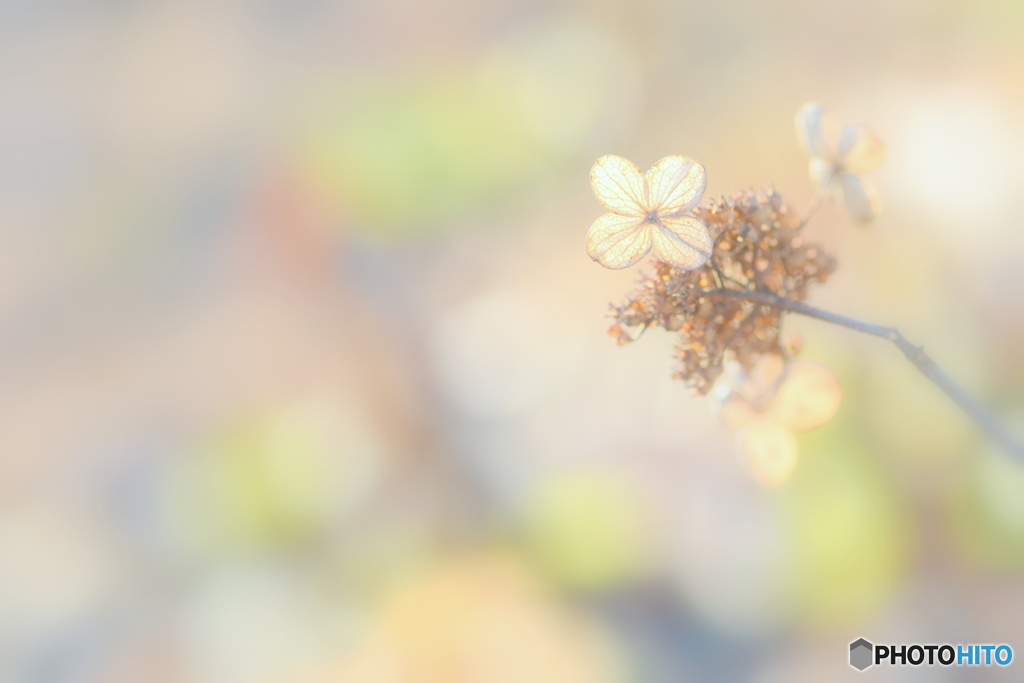 12月の紫陽花 ①