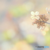 12月の紫陽花 ①