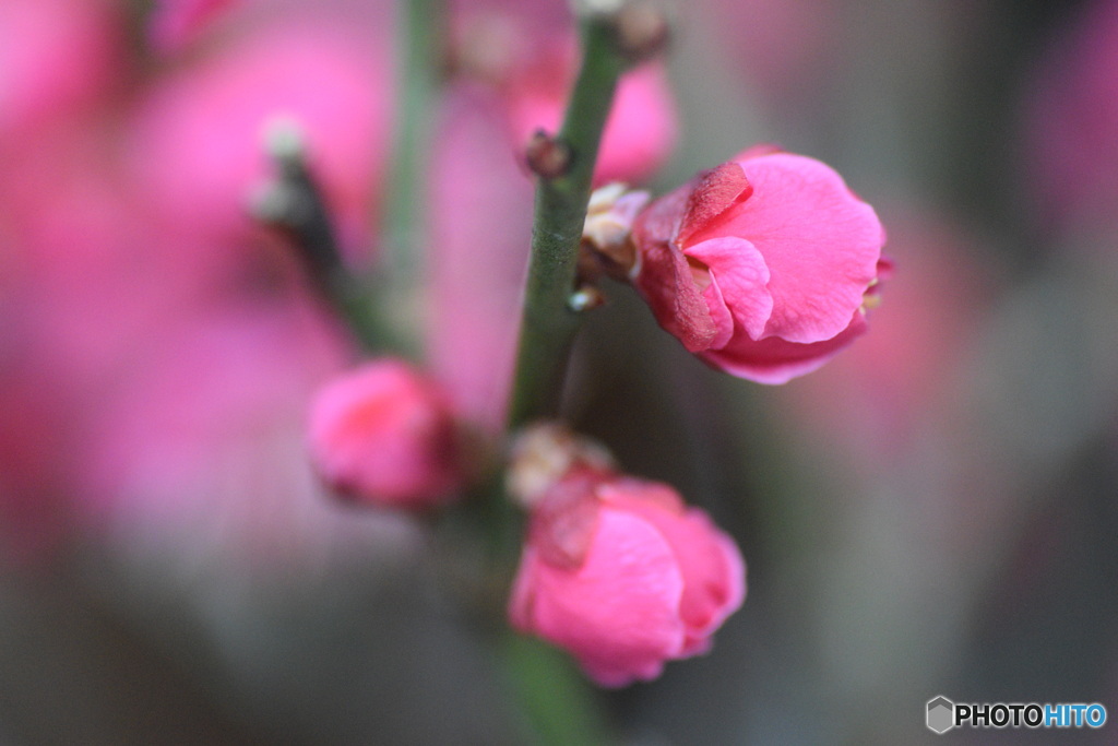 明日の私を見てください