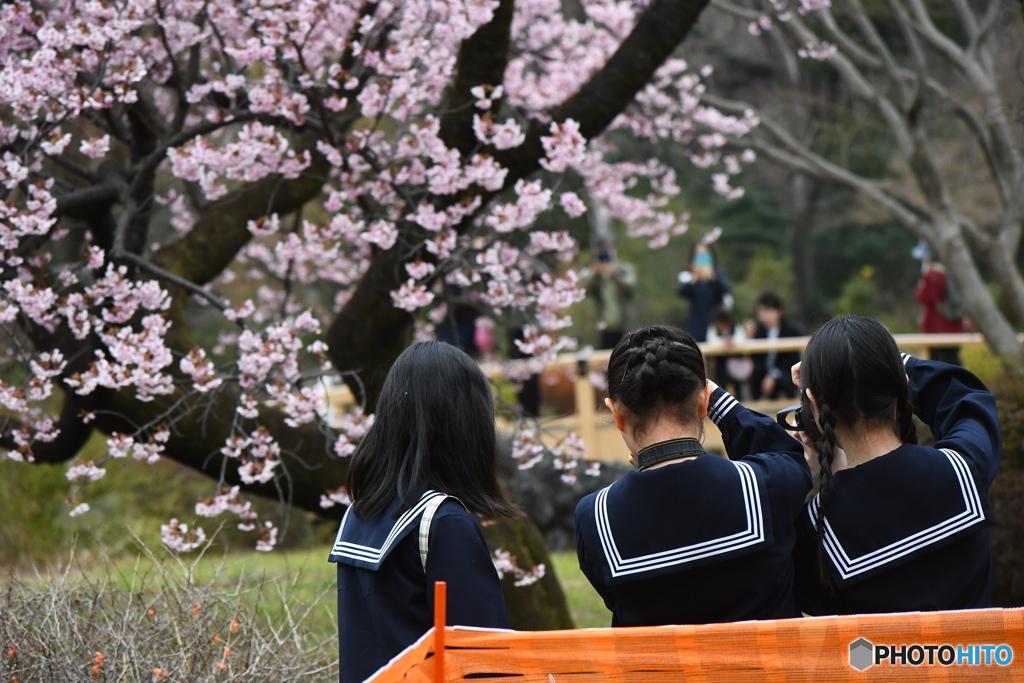 セーラー服と桜