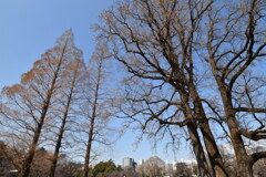 新宿御苑・のっぽの木②