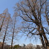 新宿御苑・のっぽの木②