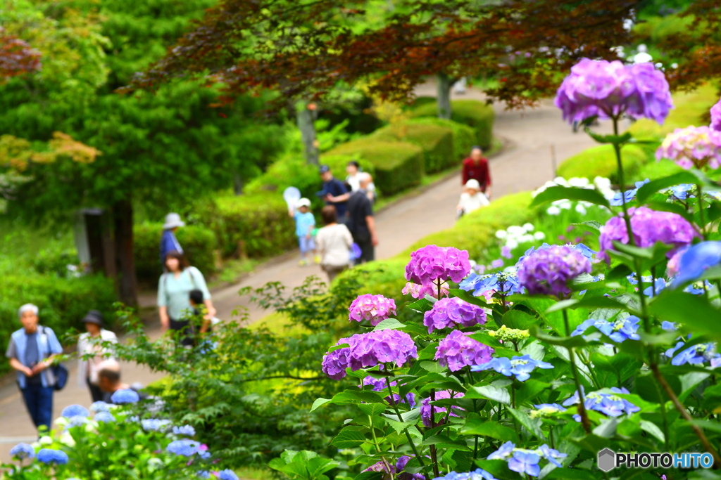 薬師池公園の紫陽花