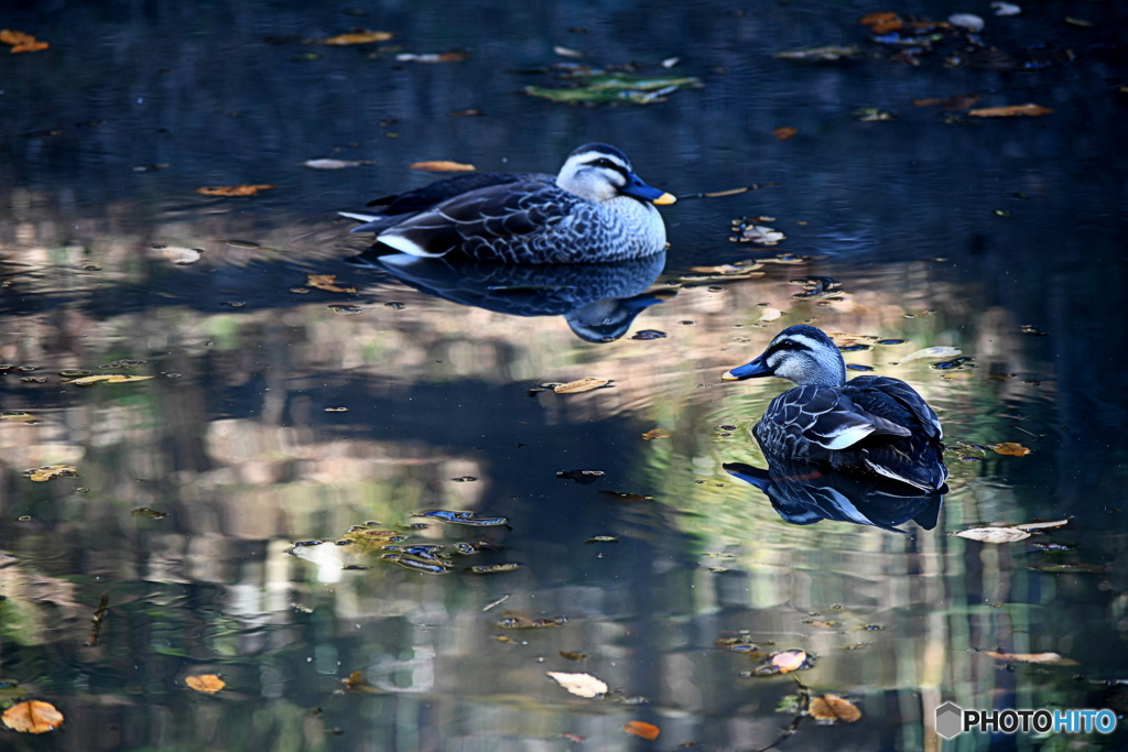 長閑な公園