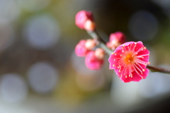 春が来た～♪