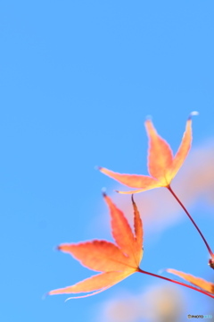 青空と紅葉