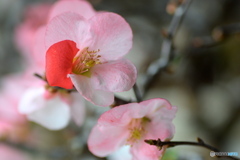 井上さんの家の ボケの花