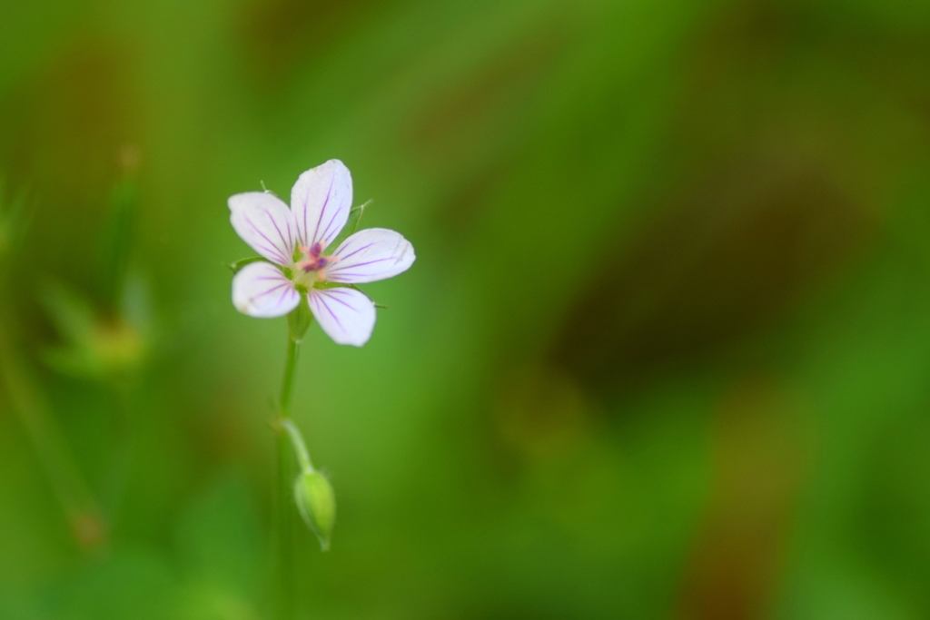 草むらで見つけた小さな花