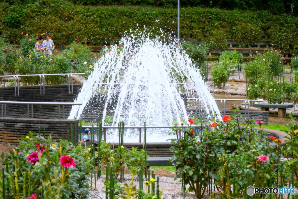 町田ダリア園