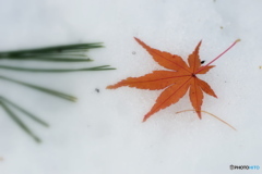 雪の上に落ち葉